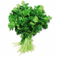 Cilantro, Package (1 each)
